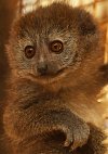 Nejmladší lemur v plzeňské zoo dostal jméno Mailo. Pokřtila ho starostka prvního městského obvodu Helena Řežábová.