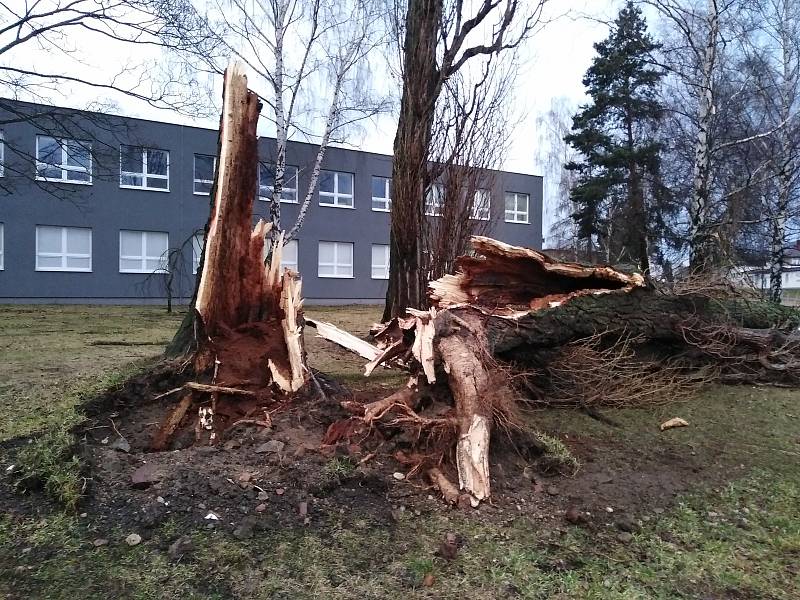 Vichřice Sabine zlomila strom u kruhového objezdu u Klatovské nemocnice.