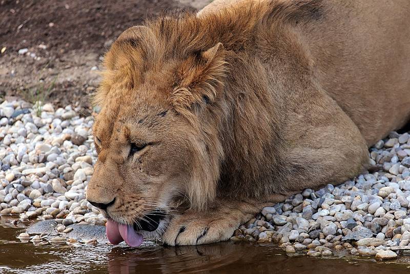 V Plzeňské Zoo můžete vidět stovky druhů zvířat