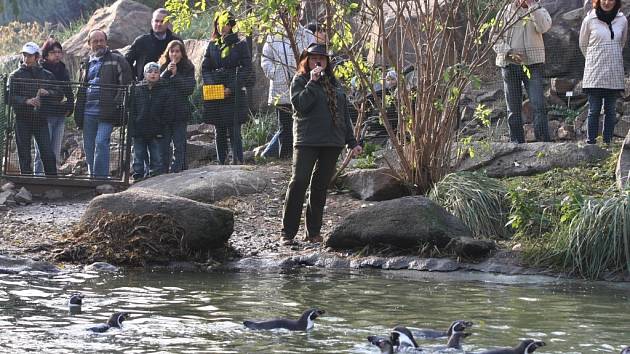 Komentované krmení tučňáků v plzeňské zoo