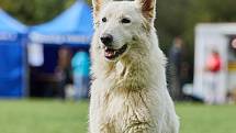 Psí den v Borském parku - stovky chlupáčků si mohly v sobotu v už řádně podzimním počasí vyzkoušet psí sporty i zábavu.