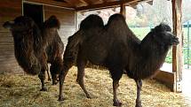 Nejnovějším mládětem v plzeňské zoo je zhruba dvoutýdenní samička velblouda dvouhrbého. Je to už dvaadvacáté odchovávané mládě tohoto druhu. Většinou se v Plzni rodí mláďata velbloudů každoročně na jaře mezi březnem a květnem.