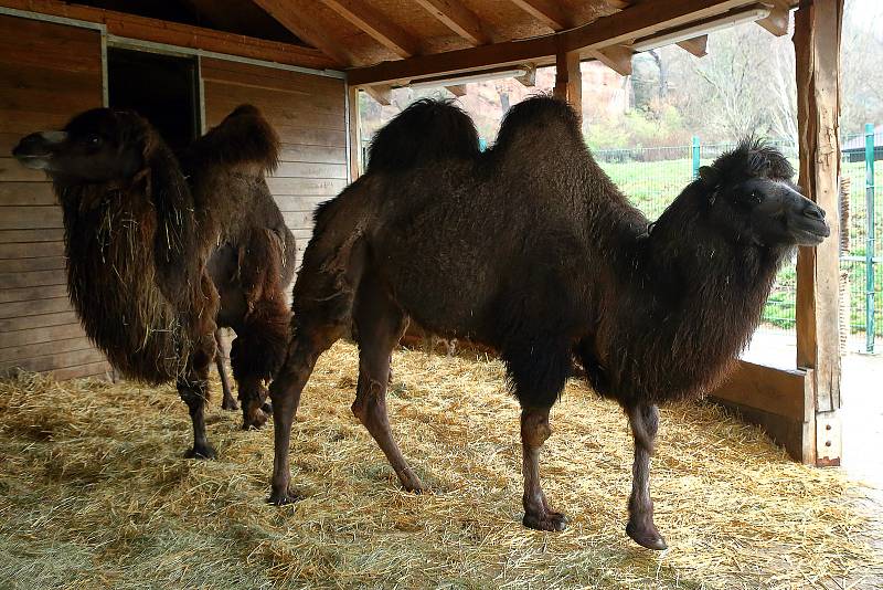 Nejnovějším mládětem v plzeňské zoo je zhruba dvoutýdenní samička velblouda dvouhrbého. Je to už dvaadvacáté odchovávané mládě tohoto druhu. Většinou se v Plzni rodí mláďata velbloudů každoročně na jaře mezi březnem a květnem.