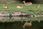 Plzeňská zoo v sobotu oslavila 90. výročí od svého založení