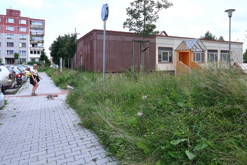 Neposekaný trávník v Brněnské ulici na sídlišti Vinice.