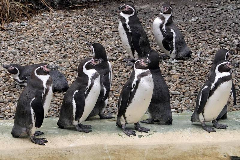 Teplá počasí vylákalo zvířata v Zoo do vnějších výběhů