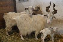 Nový přírůstek v plzeňské zoo - samec kozy girgentánské.