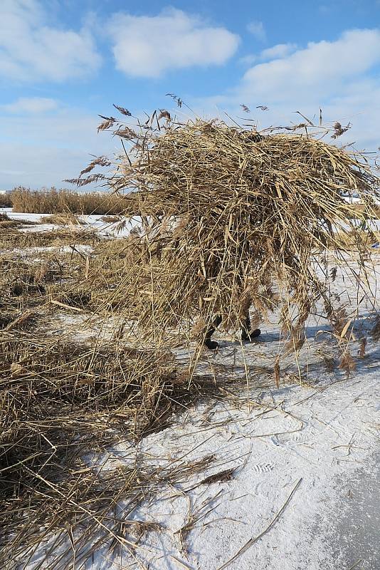 Ochránci přírody sekali rákos na Novém rybníce kvůli hnízdění ptáků