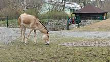 Do plzeňské zoologické zahrady dorazily jenom za sobotu více než dva tisíce návštěvníků.