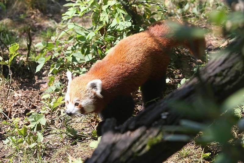 Panda červená v plzeňské zoo