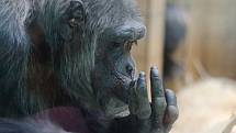 Šimpanzi v zoo dostali nadílku