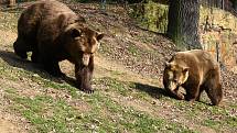 Co dělat když v přírodě potkáte medvěda, Mluvte klidně hlubokým hlasem, tak medvěd pozná, že jste člověk.