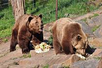 Medvědi v plzeňské zoo slavili narozeniny