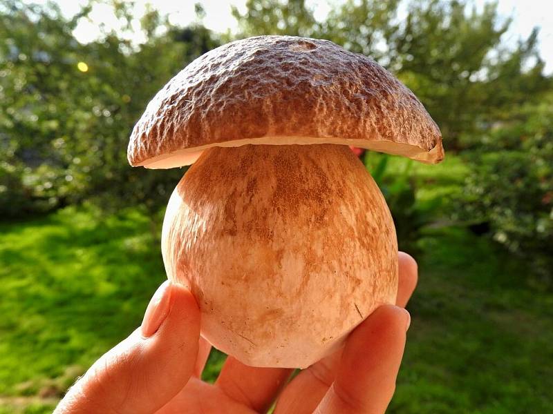 Pokud vyrazíte na houby, pravděpodobně neodejdete s prázdnou