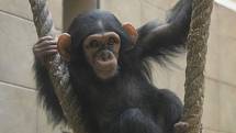 Šimpanzice Caila oslavila první narozeniny.