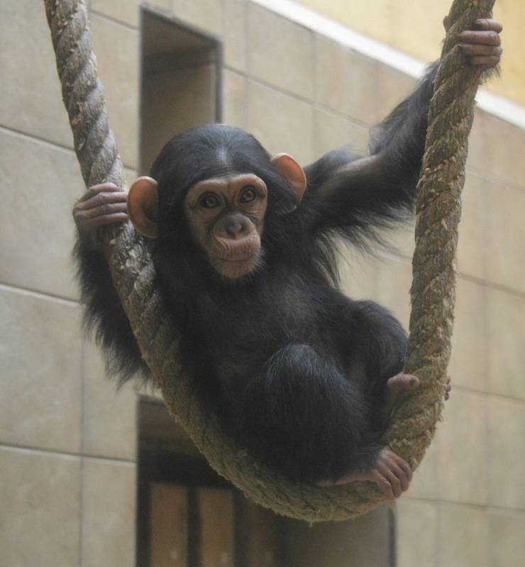 Šimpanzice Caila oslavila první narozeniny.