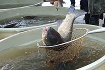 Rybářství se věnuje v Česku podle odhadů až 400 tisíc lidí.