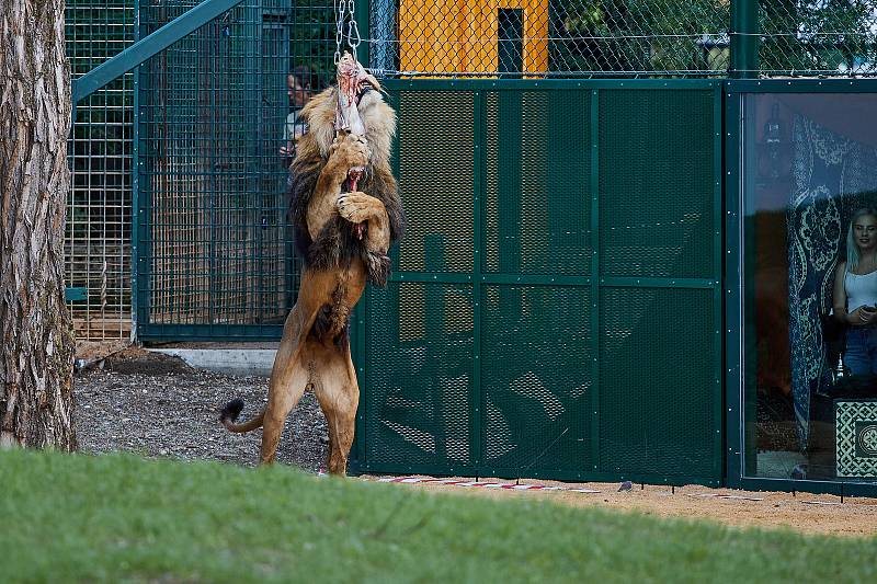 Lvi mají v plzeňské ZOO nový výběh. Lvi berberští jsou v Plzni chováni od roku 2002, kdy vznikl stávající výběh. Při modernizaci byl na 8 metrů rozšířen vodní příkop a doplněny nové části např. separační klec pro lvy, Rajská zahrada či Berberský stan.