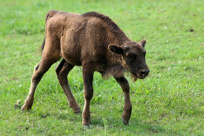 Mládě zubra v plzeňské zoo.