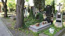Mnohaleté stromy na Ústředním hřbitově v Plzni se budou postupně kácet, mají je nahradit nové