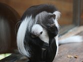Nové opičí miminko se narodilo v plzeňské zoo páru gueréz angolských, konkrétně samičce Viky a samečkovi jménem Teo