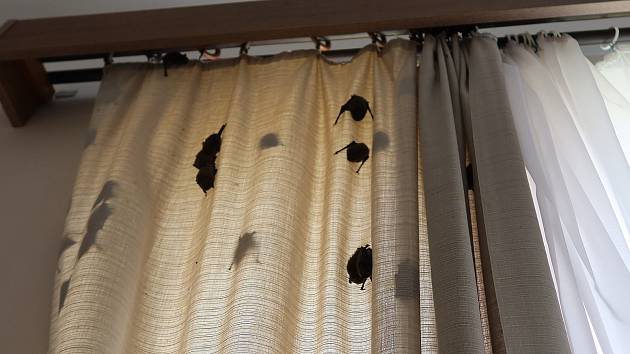 Rekordních 256 živých netopýrů hvízdavých odchytil Radek Zerman ze Záchranné stanice živočichů DESOP Plzeň ve spolupráci s pokojskou v jednom z pokojů plzeňského Hotelu Slovan.