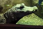 Velkem tedy už plzeňská zoo odchovala 123 mláďat krokodýla čelnatého, který dorůstá až 1,5 metru.