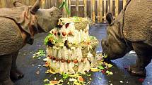 Nosorožčí slečna Maruška z plzeňské zoo oslavila první narozeniny