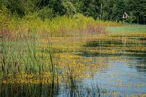 Na hladině Seneckého rybníka vykvetlo několik tisíc květů hmyzožravé rostliny Bublinatky jižní.