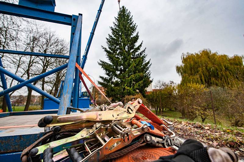 Příprava transportu vánočního stromu pro Plzeň.