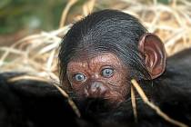 Šimpanzí holčička je první letošní mládě zoo.