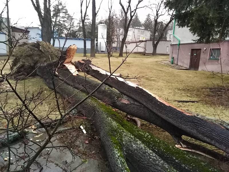 Vichřice Sabine vyvrátila strom u vjezdu do Klatovské nemocnice.