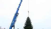 vánoční strom pro Plzeň soukromá zahrada Kařez