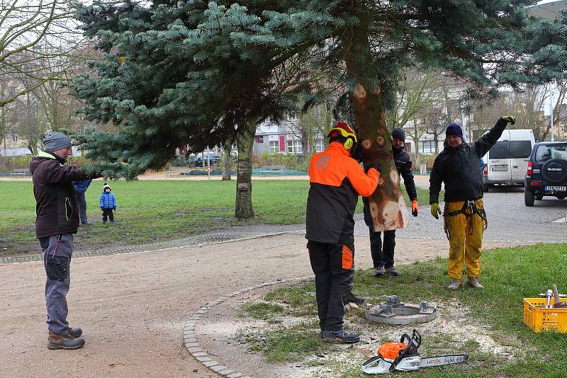 Doubravka má vánoční strom – asi třicetiletá a jedenáct metrů vysoká jedle ojíněná ze zahrady na Rokycanské třídě se stala v úterý ozdobou Habrmannova parku na Doubravce. Slavnostně ji rozsvítí starosta čtvrtého městského obvodu tuto sobotu v podvečer.