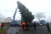 Jedli obrovskou, která bude letos vánočním stromem v Plzni, pokáceli v Zahrádce u Teplé na Chebsku.