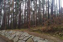 Lesníci budou kácet suché a poškozené stromy u Boleveckých rybníků.