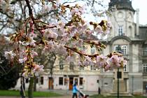 Kvetoucí sakura v plzeňských Smetanových sadech