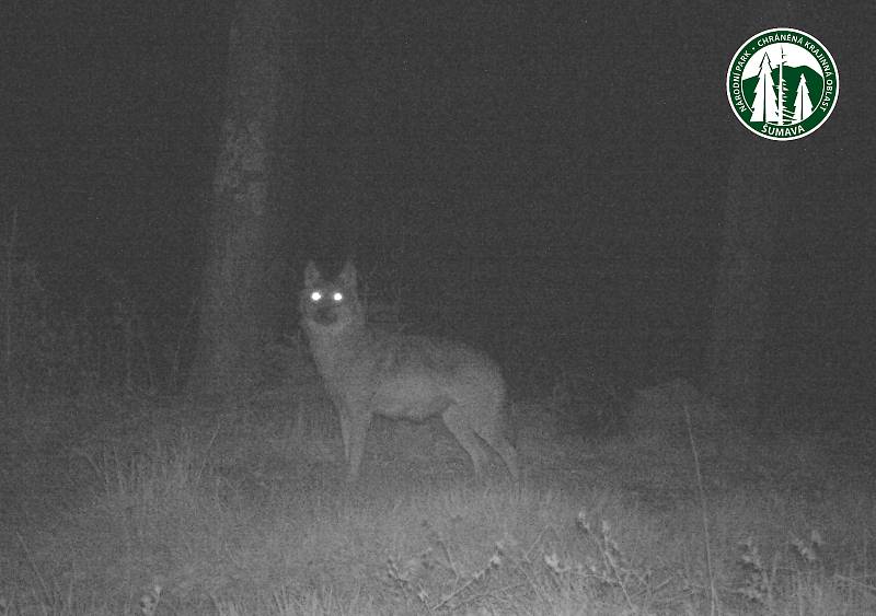 Fotopasti zachytily v posledních měsících na Šumavě kojící vlčici či malá vlčata.