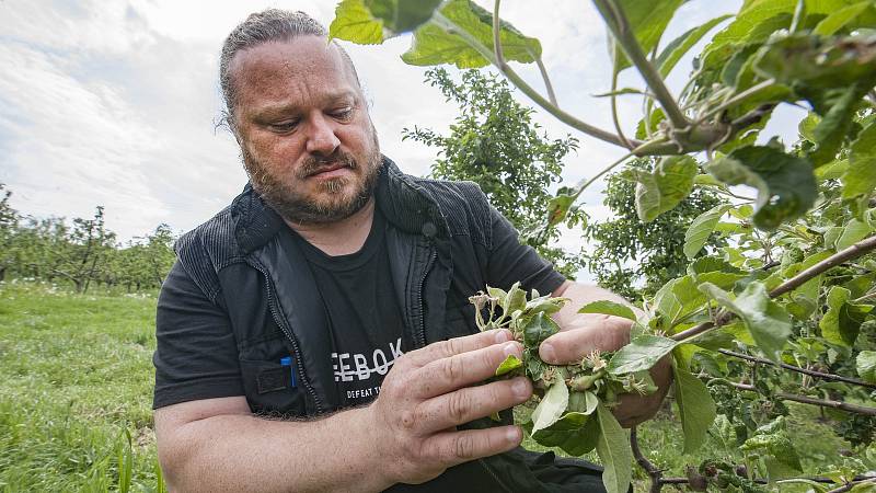 Jarní mrazy zničily úrodu. Následky si v sadech na okraji Břas prohlíží Richard Schwarz.