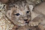 Čtyři malé lvy berberské má nově plzeňská zoologická zahrada. „Dva samci a dvě samice se narodili 9. května,“ informoval mluvčí zoo Martin Vobruba.