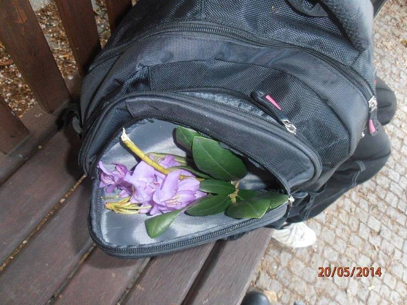 Bezdomovec trhal květiny v Šafaříkových sadech