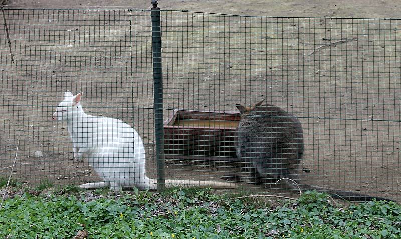 Do plzeňské zoologické zahrady dorazily jenom za sobotu více než dva tisíce návštěvníků.