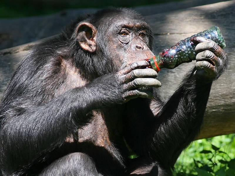 Jedenkrát ročně dostává tlupa šimpanzů z plzeňské zoologické zahrady veliký pamlsek, a to čerstvě nasbírané borůvky. Tentokrát jich hned osm litrů    nasbíraly v lesích u Krkavce děti z  příměstského tábora s názvem Deset dní s kamarády ze zoo