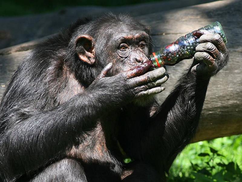 Jedenkrát ročně dostává tlupa šimpanzů z plzeňské zoologické zahrady veliký pamlsek, a to čerstvě nasbírané borůvky. Tentokrát jich hned osm litrů    nasbíraly v lesích u Krkavce děti z  příměstského tábora s názvem Deset dní s kamarády ze zoo