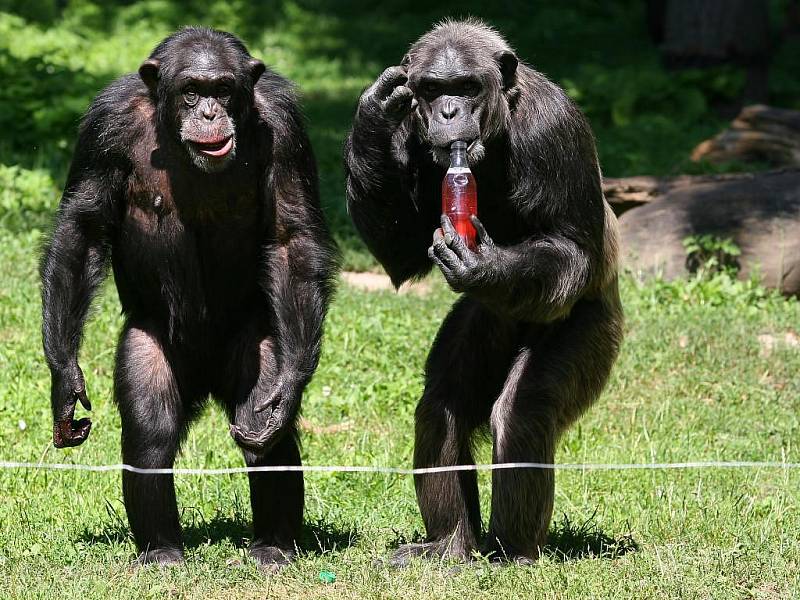 Jedenkrát ročně dostává tlupa šimpanzů z plzeňské zoologické zahrady veliký pamlsek, a to čerstvě nasbírané borůvky. Tentokrát jich hned osm litrů    nasbíraly v lesích u Krkavce děti z  příměstského tábora s názvem Deset dní s kamarády ze zoo