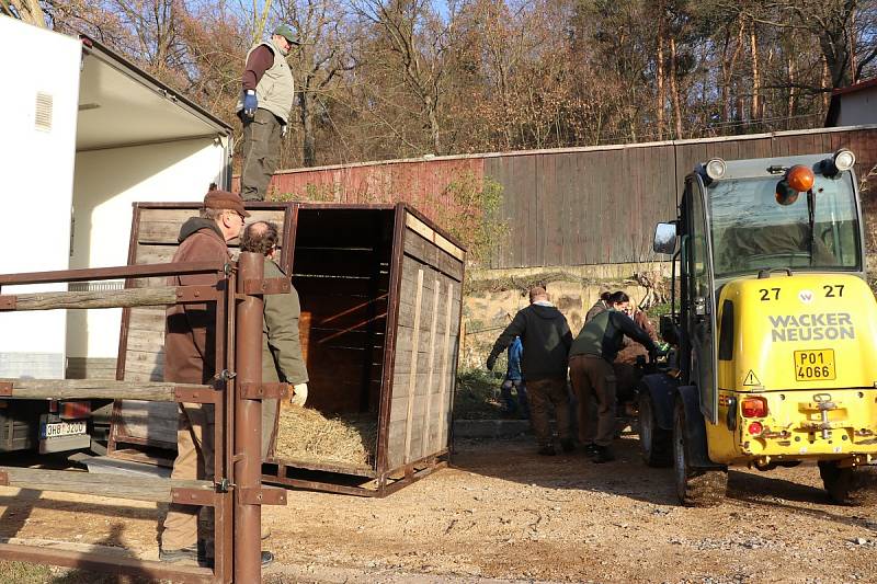 Tříletý Ontario odjel v úterý z plzeňské zoo