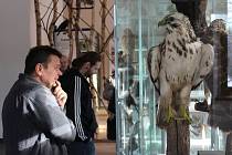 Vycpaniny živočichů, kteří žijí v rabštejnské přírodě, najdou návštěvníci v prvním patře muzea
