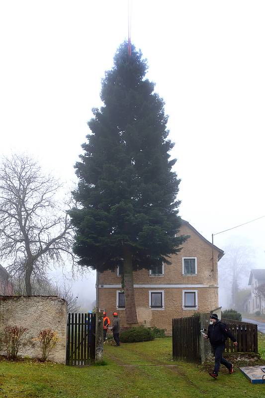 Jedli obrovskou, která bude letos vánočním stromem v Plzni, pokáceli v Zahrádce u Teplé na Chebsku.