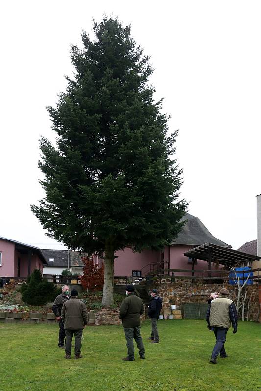 vánoční strom pro Plzeň soukromá zahrada Kařez