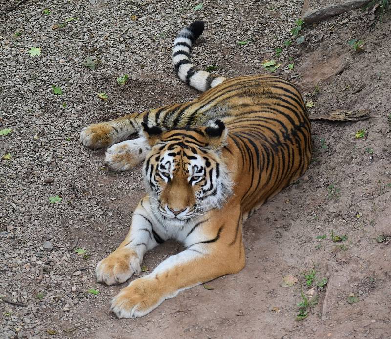Ve svém výběhu v plzeňské zoo si pomalu zvyká nová tygřice Milashki (na snímku). V nově zrekonstruovaných výbězích doplnila do páru tygra Tibera.